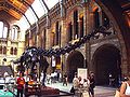 Esqueleto del Diplodocus con la postura reciente, expuesto en el Museo de Historia Natural de Londres