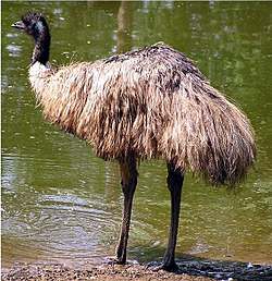 Emu (Dromaius novaehollandiae). Foto: J. Folmer, 2003