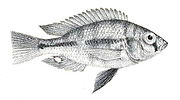 Haplochromis lacrimosus