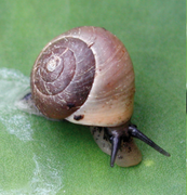 April 11: the snail Helicina platychila