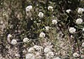 Nude buckwheat branching nodes (Eriogonum nudum)