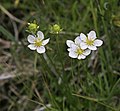 Small-flowered grass-of-parnassus (Parnassia parviflora)