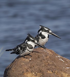 "Pied_kingfishers_(Ceryle_rudis_rudis)_Botswana_male_(L)_female_(R).jpg" by User:Charlesjsharp