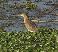 Indian pond heron (Ardeola grayii)