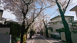 肋骨通りの桜並木（上北沢三丁目）