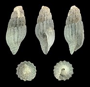 Vexillum castum, shell