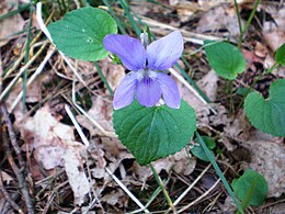 Kvapioji našlaitė (Viola odorata)