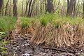 Marais situé dans la réserve totale de Plagefenn