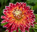 Dahlia 'Akita' (Miscellaneous)