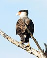 Ibera Marshes, Corrientes, Argentina