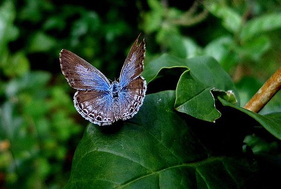 Butterfly on a rainy day