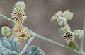 Desert globemallow (Sphaeralcea ambigua) capsules