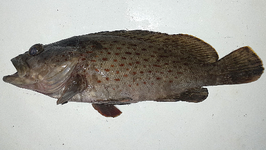 Epinephelus bontoides