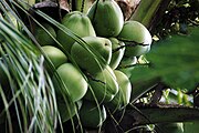 Cocos nucifera