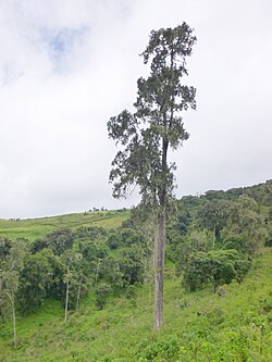 Mreteni mashariki (Juniperus procera)