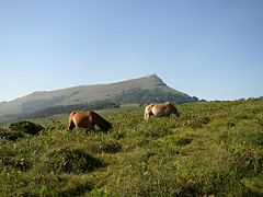 Chevaux en liberté de l'espèce pottok avec La Rhune en fond.