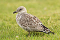 Ring-billed Gull (weeks old)