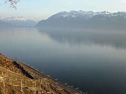 כרם בחבל הלאבו (Lavaux) שבקנטון ווֹ על רקע האגם והאלפים הצרפתיים