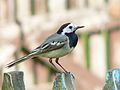 Tûtirwask (Motacilla alba)