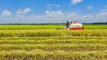 Photo d'une récolte de riz avec un engin mécanisé