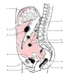 Peritoneum.svg