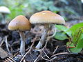 Psilocybe allenii sin. Psilocybe cyanofriscosa