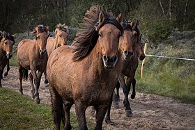 Chevaux Henson à Saint-Quentin-en-Tourmont