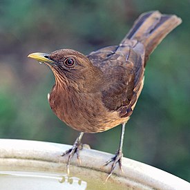 Turdus gray