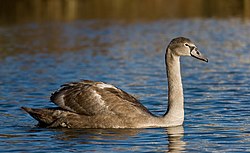 Höckerschwan (von Thermos)