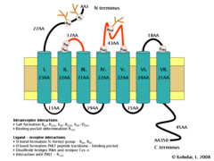 Schematic diagram of the formyl peptide receptor 1. Transmembrane helices of the receptor are represented by blue-green cylinders while the cell membrane in which the receptor is imbedded is depicted in yellow. The extracellular face of the cell membrane is on top while the intracellular (cytoplasmic) face is on the bottom. Extracellular loops of the FPR responsible for N-for-Met-Leu-Phe (Nfor-MLF) binding are shown in red.