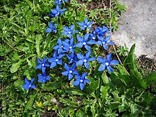 Gentiana verna, the spring gentian, flourishes in dry limestone habitats.[23]