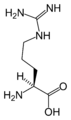 L-Arginin (Arg / R)