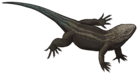 Planocephalosaurus robinsonae