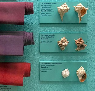 Different purple hues obtained from three types of sea snails