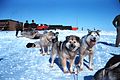 Sled dogs are useful in the Arctic.