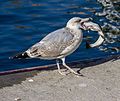 #63 Naturschutzgebiet Stoltera, Warnemünde, Möwe mit Fisch