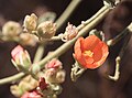 Apricot mallow flower, close