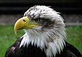 Image 5 Bald eagle at Bird of prey More selected pictures