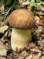 Boletus aestivalis