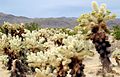 Cholla Cactus garden