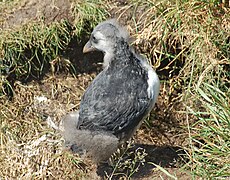 Nearly fully fledged, this chick is near its burrow and at risk of predation