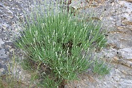 Lavande sauvage au mont Ventoux.