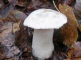 Leccinum vulpinum