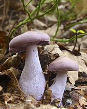 25/09: Bolet comestible pimpinella morada