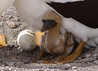 Tiny naked chick nestled in feet of larger parent bird.