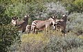 Mountain zebra harem