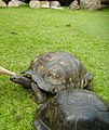 Giant Toirtoise (Dipsochelys Hololissa), on Cousine-Island