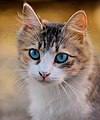 58 Tabby cat with blue eyes-3336579 uploaded by Yann, nominated by Yann