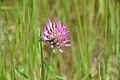 Trifolium hybridum