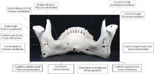 Der Unterkiefer von dorsal nach ventral (von hinten) gesehen. Die Foramina mandibulae sind der Beginn des Mandibularkanäle.